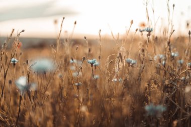 Güzel doğa arka planında mavi kır çiçekleri tarlada günbatımında gelincik çiçekleri.