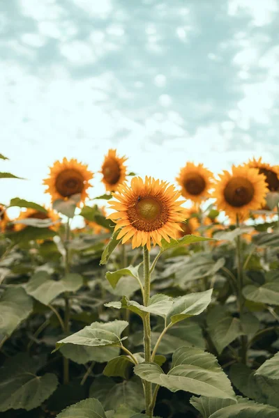 Campo Sunflowers Flowers Girassol Contra Céu Cultivo Girassóis Girassol Balançando — Fotografia de Stock