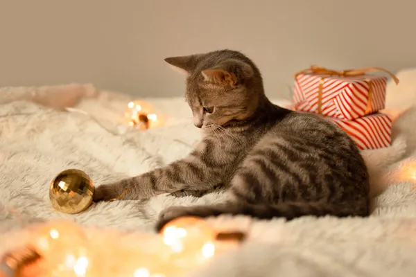 Adorable Gato Acostado Una Cama Acogedora Jugando Navidad Luces Doradas — Foto de Stock