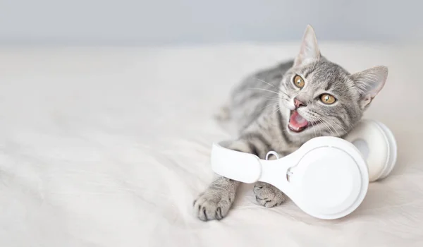 白いワイヤレスヘッドフォンが横たわっている青い目を持つ幸せな面白い灰色の猫は毛布の上に快適なベッドで楽しんでいます 幸せなペットと居心地の良い家庭の背景 子猫のリラックス — ストック写真