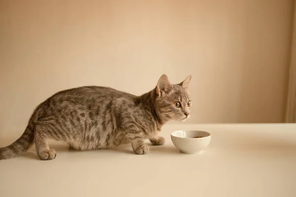 Niedliche Katzen Der Nähe Einer Schüssel Mit Futter Hause Trockenfutter — Stockfoto