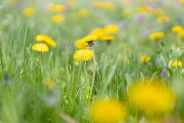 Sarı karahindibalı yeşil alan. Yazın başında doğa çiçekleri. Romantik manzara manzarası, kopyalama alanı.
