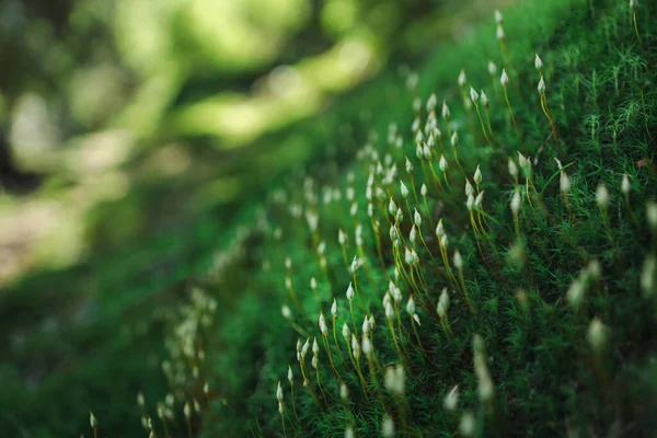 Van Dichtbij Groeien Groene Plantjes Rots Met Mos Prachtige Ecologie — Stockfoto