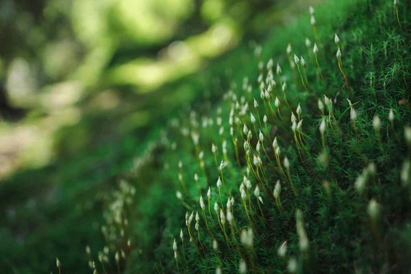 Gros Plan Petites Plantes Vertes Poussant Sur Roche Avec Mousse — Photo