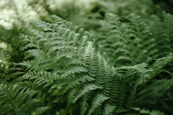 Природа Зеленого Папороті Залишає Пелюстки Фоні Тропічний Лист — стокове фото