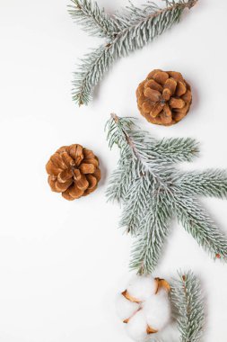 Noel kompozisyonu. Beyaz arka planda köknar filizleri olan çam kozalakları. Noel, kış, yeni yıl konsepti. Düz yatış, üst görünüm