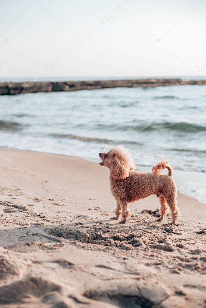 Red haired poodle dog sits and looks into the camera on the beach near the sea on a sunny day
