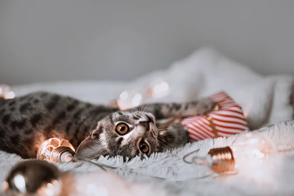 Gatto Adorabile Sdraiato Letto Accogliente Con Luci Oro Natale Bokeh — Foto Stock