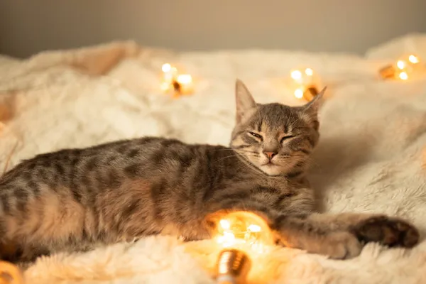 Luie Grijze Tabby Kitten Slaapt Een Zachte Wollen Deken Een — Stockfoto