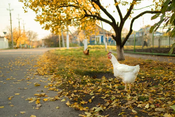 白色的肉鸡在花园里的草地上吃草 秋天落叶 — 图库照片