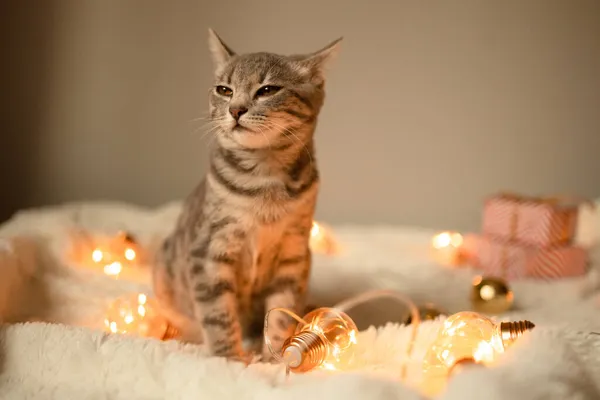 Tabby Gato Cinza Com Luzes Guirlanda Natal Jogando Cama Foco — Fotografia de Stock