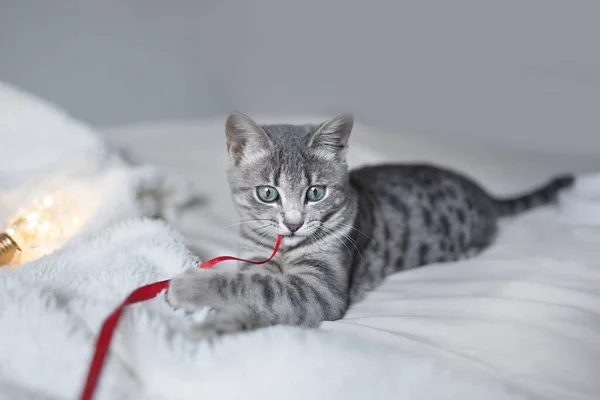 Tabby Graue Katze Liegt Auf Kuscheligem Bett Mit Goldenem Weihnachtslicht — Stockfoto