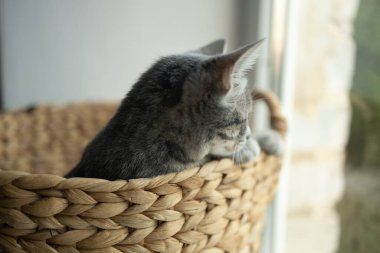 Hasır bir sepetin içinde oturan sevimli küçük gri kedi yavrusu ve pencereden dışarı dikkatlice bakıyor.