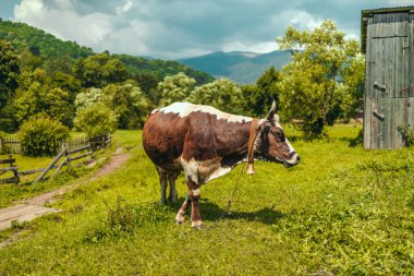 Çanı olan kahverengi beyaz inek yaz tarlasında yeşil çimlerde duruyor..