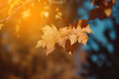 Sonbahar sonbahar orman afişinde sarı akçaağaç yaprağı dalı