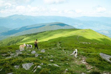 Büyük beyaz koyun sürüsü güzel gökyüzünün altında çoban köpeği ve çoban köpeğiyle otluyor. Geniş panoramik manzara, güneş parlıyor