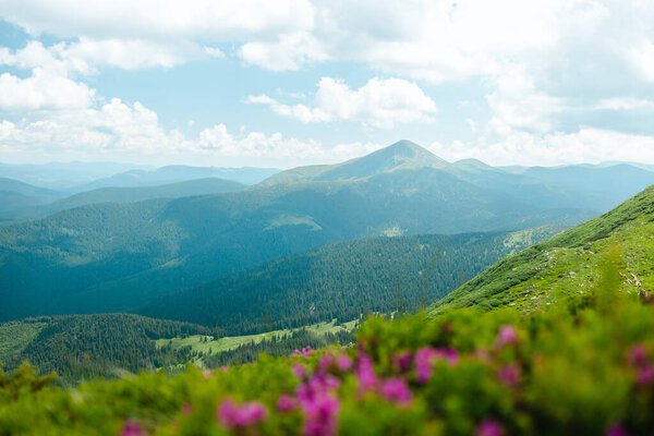 Amazing mountain landscape with pink blossoming rhododendron flowers on the high mountain hill. Carpathians, Ukraine, Europe.