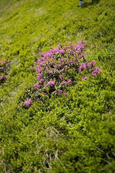 Fleurs Rhododendron Couleur Rose Dans Les Montagnes Beau Papier Peint — Photo