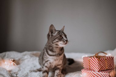 Tekir gri kedi, Noel ışıkları ve hediye kutularıyla rahat bir yatakta uzanıyor. Şirin kedi yavrusu rahatlıyor ve altın top oyuncağıyla oynuyor. Kış tatili.