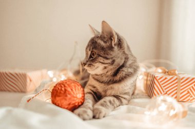 Sevimli kedi, Noel ışıkları ve hediye kutularıyla rahat bir yatakta uzanıyor. Şirin kedi yavrusu rahatlıyor ve altın top oyuncağıyla oynuyor. Kış tatili.
