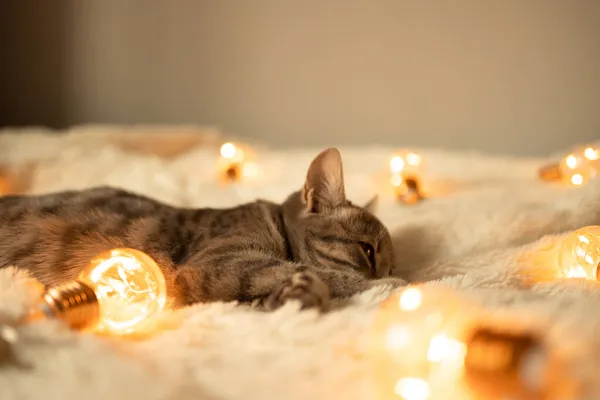 Gatinho Mesa Cinza Preguiçoso Dorme Cobertor Macio Sofá Decorado Com — Fotografia de Stock