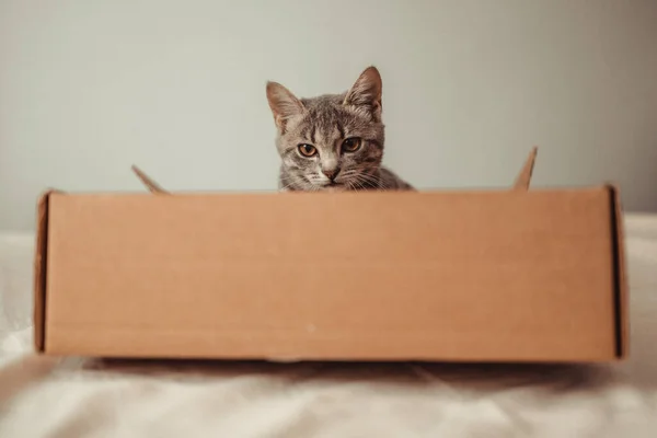 Portrait Funny Gray Kitty Cat Sitting Parcel Delivery Cardboard Box — Stock Photo, Image