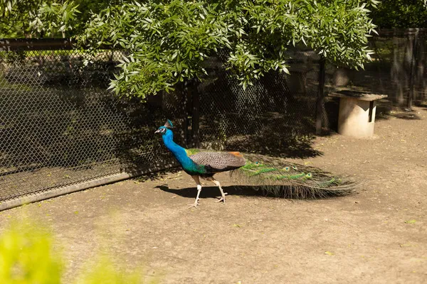 Krásný Indický Páv Nebo Peafowl Pták Peřím Sedí Plotě Městském — Stock fotografie