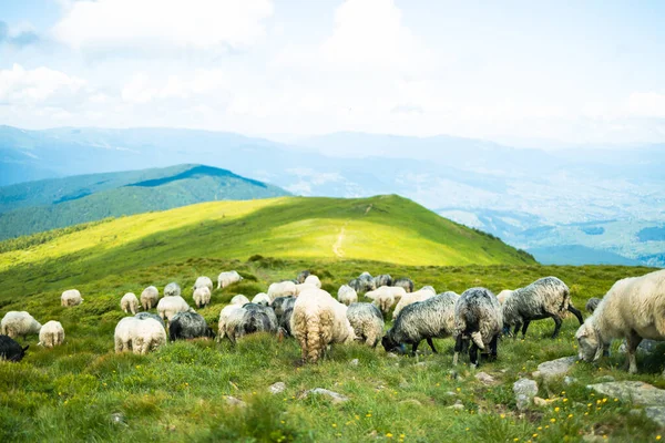 太陽の山の範囲 山の中に羊の群れ 夏休み活動屋外 — ストック写真