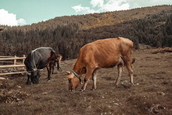 Yazın yüksek dağlarda eko otlaklarda yaşayan kahverengi ve beyaz inek sürüsü. Panoramik geniş görüş. Avrupa
