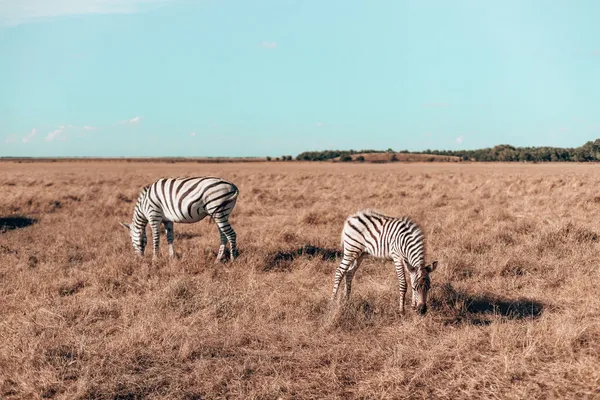 Schöne Zebras Spazieren Beim Essen Durch Den Nationalpark Wildpferd Reservat — Stockfoto