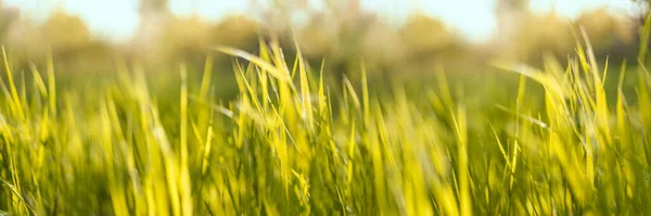 Fris groen gras horizontale achtergrond in zonnige zomerdag in park — Stockfoto
