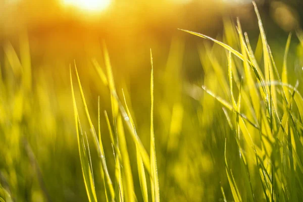 Зеленая весенняя трава на горизонтальном фоне солнечного света в солнечный летний день в парке — стоковое фото