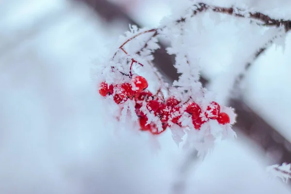 Manojos de serbal crudos en un árbol cubierto de nieve congelada. Fondo horizontal natural de invierno. Año nuevo y Navidad, espacio para copiar — Foto de Stock
