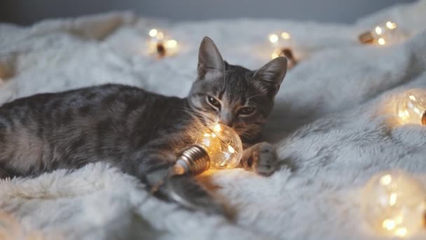 게으른 고양이는 배경에 Led 조명으로 장식된 소파의 부드러운 담요에서 — 비디오