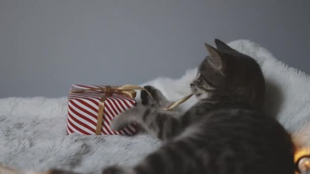 스러운 고양이가 크리스마스에 황금빛 상자를 침대에 귀여운 고양이가 휴식을 취하고 — 비디오