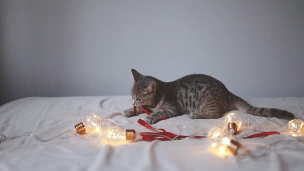 Imádnivaló macska feküdt hangulatos ágyban karácsonyi arany fények bokeh és piros szalag. Aranyos cica pihentető és játszik arany labda játék. Téli ünnepek.