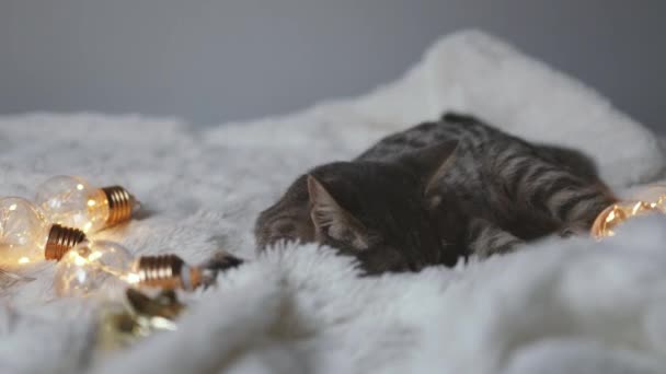 크리스마스의 황금빛 상자와 침대에 스러운 고양이 귀여운 고양이가 휴식을 취하고 — 비디오