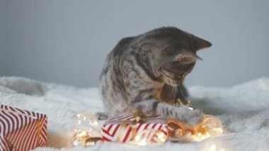 Tekir kedi, Noel ışıkları ve hediye kutularıyla rahat bir yatakta uzanıyor. Şirin kedi yavrusu rahatlıyor ve altın top oyuncağıyla oynuyor. Kış tatili