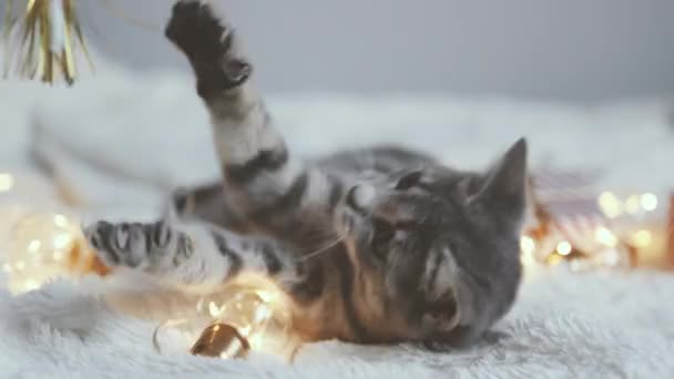 Schattige Kat Liggend Gezellig Bed Met Kerst Gouden Lampjes Bokeh — Stockvideo