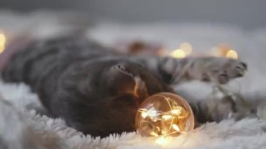 Tembel gri bir tekir kedi yavrusu, hafif arka planda LED ışıkları ile dekore edilmiş bir kanepede yumuşak örülmüş bir battaniyede uyur..