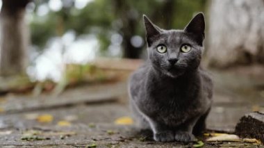 Evsiz, sevimli, gri kedi dışarıda oturur yağmurlu bir günde parktaki mesafeye bakar. Evsiz hayvanlar.