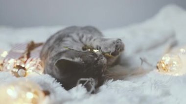 Sevimli kedi, Noel ışıkları ve hediye kutularıyla rahat bir yatakta uzanıyor. Şirin kedi yavrusu rahatlıyor ve altın top oyuncağıyla oynuyor. Kış tatili