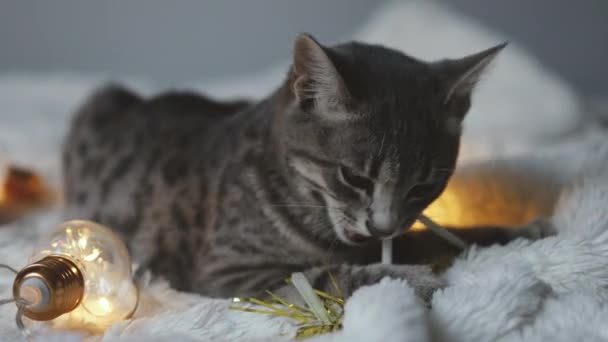 Adorable Gato Acostado Una Acogedora Cama Con Luces Doradas Navideñas — Vídeos de Stock