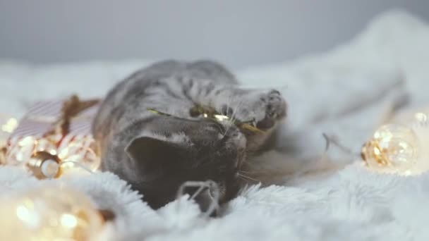 Gato Adorável Deitado Cama Aconchegante Com Bokeh Luzes Douradas Natal — Vídeo de Stock