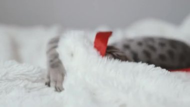 Sevimli kedi, Noel kırmızı kurdelesiyle rahat bir yatakta yatıyor. Şirin kedi yavrusu rahatlıyor ve altın top oyuncağıyla oynuyor. Kış tatili.