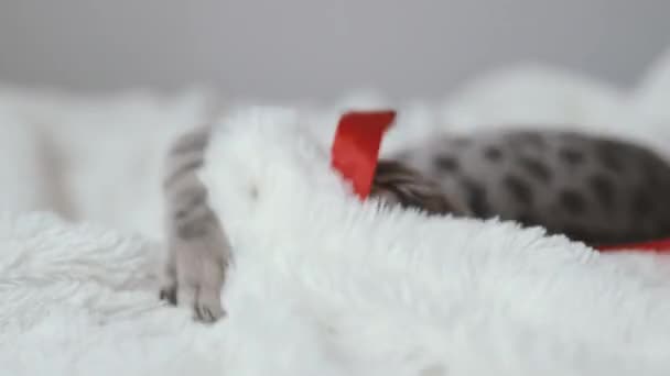 Gato Adorável Deitado Cama Aconchegante Com Fita Vermelha Natal Gatinho — Vídeo de Stock