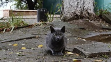 Evsiz, sevimli, gri kedi dışarıda oturur yağmurlu bir günde parktaki mesafeye bakar. Evsiz hayvanlar.