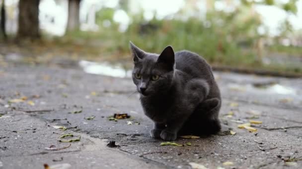 Portrait Chat Gris Mignon Assis Sur Regarde Loin Contre Dans — Video