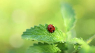 Yeşil yapraklı bir uğur böceğinin vahşi yaşamını kapatın. Gün ışığında bir bitkinin üzerindeki çiy taneleri