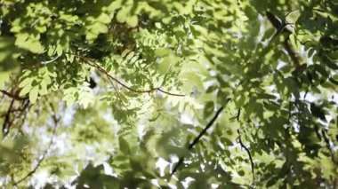 Ormandaki yeşil yaprakların arasından parlayan altın güneş. Doğa sabah taze ağaç yaprakları ile